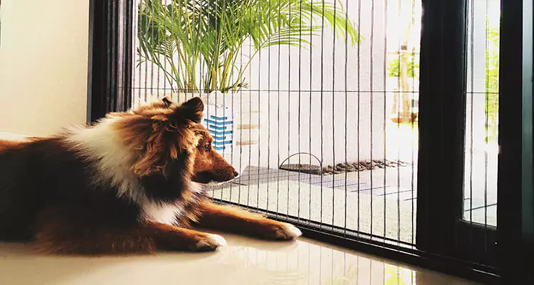 Sliding Screen Pet Door Repair in North Lauderdale, FL