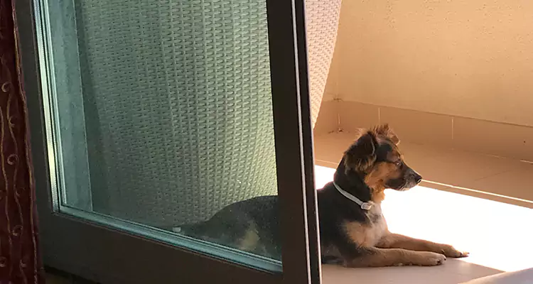 French Door Pet Screen Repair in North Lauderdale, FL